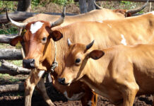 Consumidores chinos dispuestos a pagar más por carne libre de deforestación