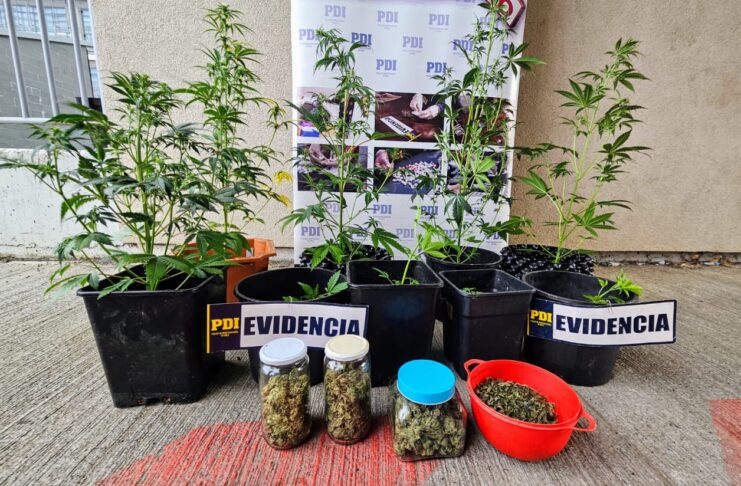 Un sujeto fue detenido por infracción a la Ley 20.000 en Osorno: mantenía un sistema indoor en su vivienda