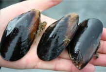 Investigadores buscan establecer modelo predictivo para la marea roja en la región de Los Lagos