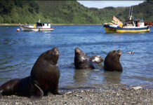 Pesca artesanal en crisis por ataques del lobo marino: Piden decreto de emergencia pesquera