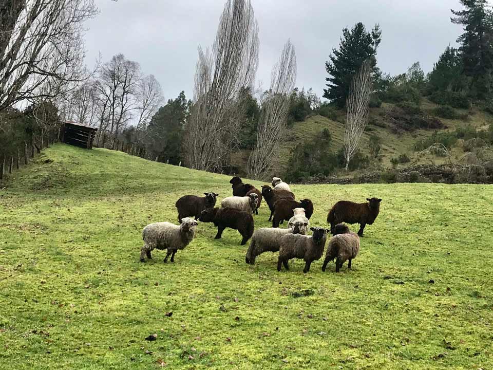 produccion-ovina-de-la-raza-kunko