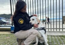 Koda: el nuevo ejemplar canino de la PDI para la búsqueda de drogas en Los Lagos