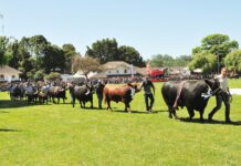 SAGOFISUR 2024 quiere nuevamente encantar a sus seguidores