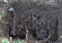 Alcalde de Río Negro anunció querella contra quienes resulten responsables por la muerte de cuatro perros enterrados en un foso