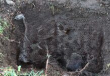 Encuentran fosa con cuatro perros enterrados en un predio de Río Negro: habrían sido asesinados