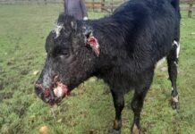 Ataque de perros a ganado preocupa a residentes de Puyehue: dueños de los canes están inubicables