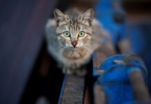 Carabineros detuvo a sujeto tras asesinar a un gatito en la vía pública