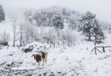 Osorno: registro histórico de baja temperatura, -8,9 grados y rural en el valle -10,4