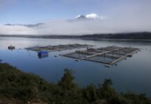Los Lagos es la tercera región con mejor PIB impulsada por la salmonicultura