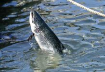 CIBA muestra investigación que relaciona patologías de salmónidos con gases