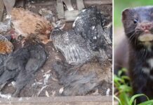 Plaga del visón en Chiloé: Productora de gallinas de raza pierde 150 ejemplares, avaluadas en $2 millones