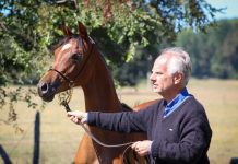 Caballos árabes de exposición de Osorno y Chile se preparan para SAGOFISUR 2024