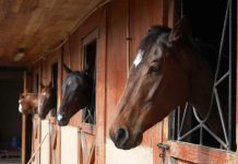 SAG anuncia término de cuarentena en Club Hípico de Santiago por Anemia Infecciosa Equina