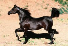 Más del doble de caballos árabes de exposición en #Sagofisur2024