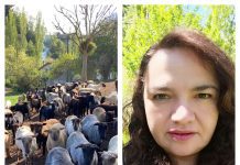 Perros abandonados y pumas obligan a productores ovinos a coordinarse para defenderse legalmente.