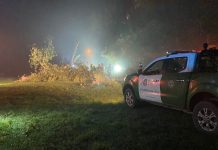 Un hombre falleció aplastado por un árbol en Pichil, tras una accidental maniobra de tala