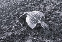 Reportan nuevo caso de abigeato a diez kilómetros de Osorno: dos vaquillas preñadas fueron faenadas por desconocidos