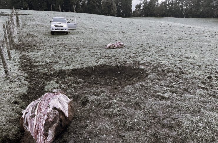 Abigeato: faenan dos novillos recién vacunados en Puyehue y alertan consecuencias para el consumo humano