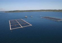 Contraloría ordena sumario en Sernapesca por falta de fiscalización a 170 centros de cultivo