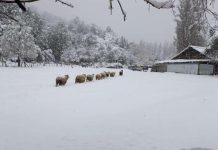 Gobierno descarta zona de emergencia agrícola en Palena, pese a «devastadora nevazón»