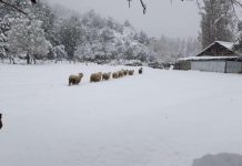 Parlamentarios oficialistas ponen presión al gobierno por emergencia agrícola para Palena