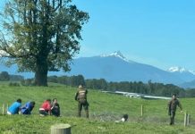 Tour delictual con persecución y volcamiento terminó con cinco detenidos en el sector de Rupanco