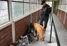 Revisión de ejemplar canino permite decomisar drogas desde interior de cárcel de Osorno