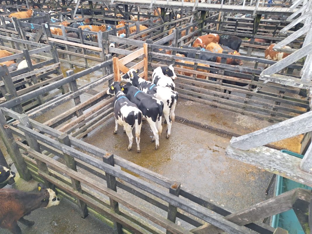 WhatsApp Image 2024-11-15 at 15.03.08