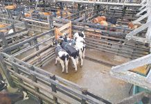 En Purranque y a punto de ser vendidas encuentran a cuatro vaquillas robadas desde Puyehue