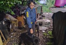 PDI detuvo a sujeto por maltrato animal en Osorno: tenía dos perros en evidente desnutrición