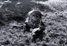 Denuncian nuevo caso de abigeato en Puyehue: vecinos sospechan de delincuentes con poca experiencia