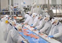 Se activa la «luz roja» en los salmoneros ante la caída de exportaciones: Se redujo en 3,1% en comparación a 2023