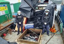 The Economist alerta por los robos de salmón en Chile