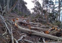 Aplican histórica multa a comunidad mapuche y forestal por destruir bosque nativo en Chiloé