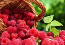 Frambuesas en cosecha en Osorno