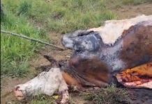 Otra vez el abigeato: nuevo caso ocurrió en Puyehue con desconocidos que faenaron un buey de 800 kilos