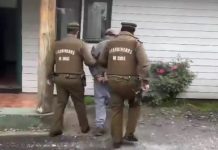 Carabineros de Entre Lagos detuvo a dos sujetos por abigeato: vivían cerca del predio donde robaron tres vacunos