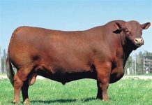 Jura en SAGO FISUR 2024 según Registro Genealógico