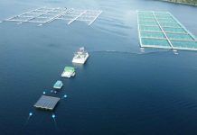 Acusan en Contraloría que futura Ley de Acuicultura está en manos de ex abogado de ONG antisalmonera