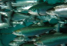 CIBA recalca el bienestar en salmónidos y patología macroscópica como bases clave en la producción