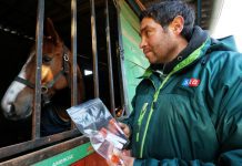 SAG confirma caso de anemia infecciosa equina en comuna de San Pedro de Melipilla