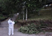 Trabajador falleció mientras podaba árboles en Panguipulli