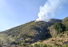 Reportan incendio forestal en Caleta Milagro