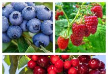 El lunes en la región de Los Ríos se inicia cosecha de variedad de cerezas