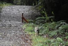 Conaf rebaja tarifa a jóvenes en todos los parques nacionales de Chile