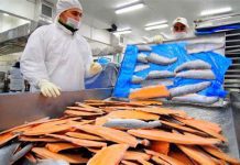 Candidato a primer ministro de Australia prohibiría importación del salmón chileno