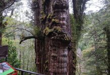 Cuatro personas están desaparecidas en parque nacional Alerce Costero