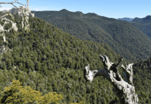 Encuentran con vida a los cuatro desaparecidos en parque nacional Alerce Costero