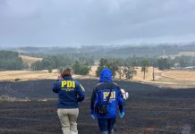 PDI investiga posible intervención de terceros en incendio forestal ocurrido en Purranque