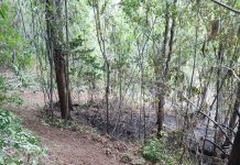 Controlado incendio forestal en Purranque: cancelan alerta amarilla y 49 hectáreas resultaron afectadas